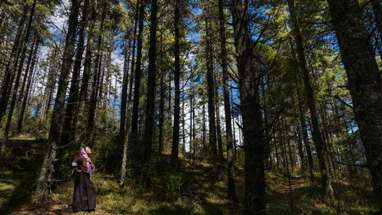 Woman standing in a dense pine forest hiking trail.