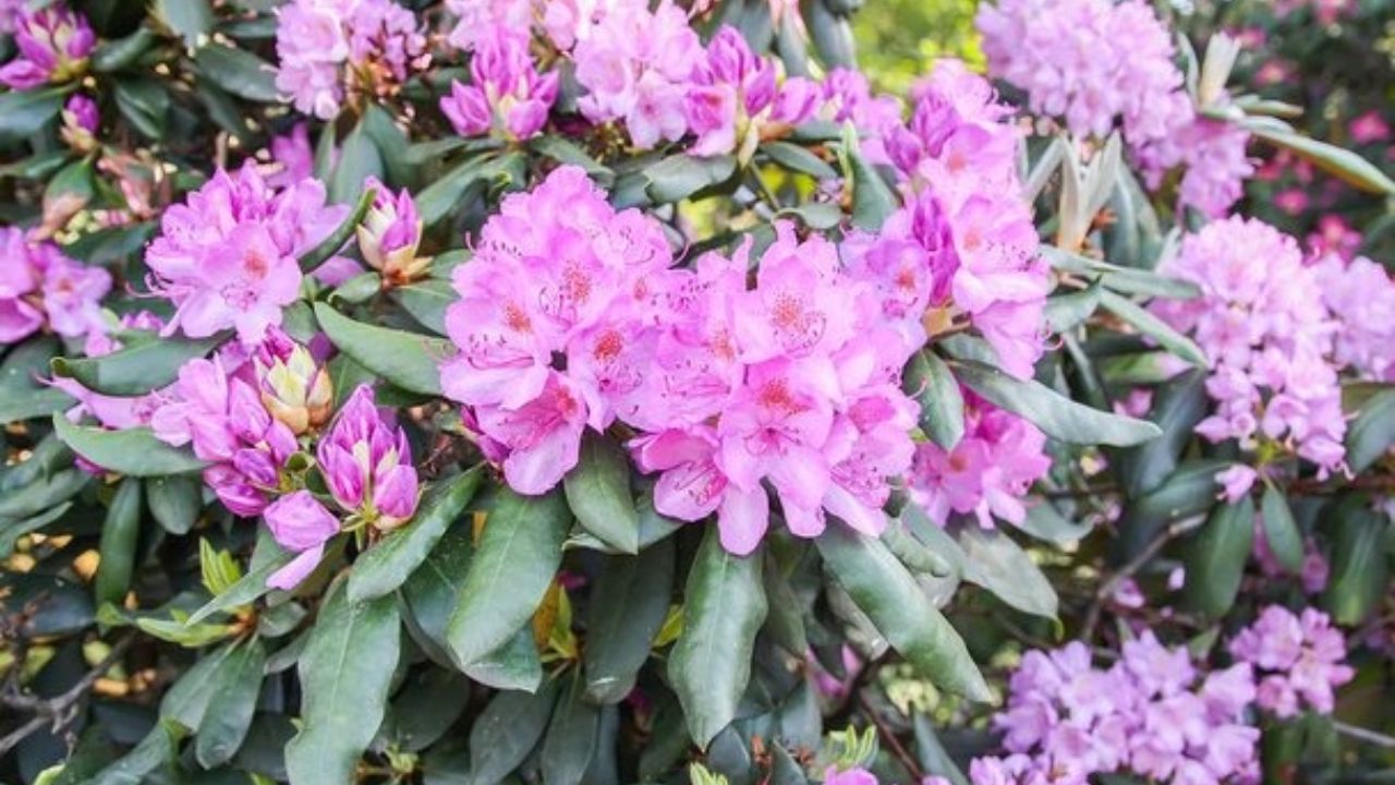 Botanical tour in Bhutan showcasing native flowers
