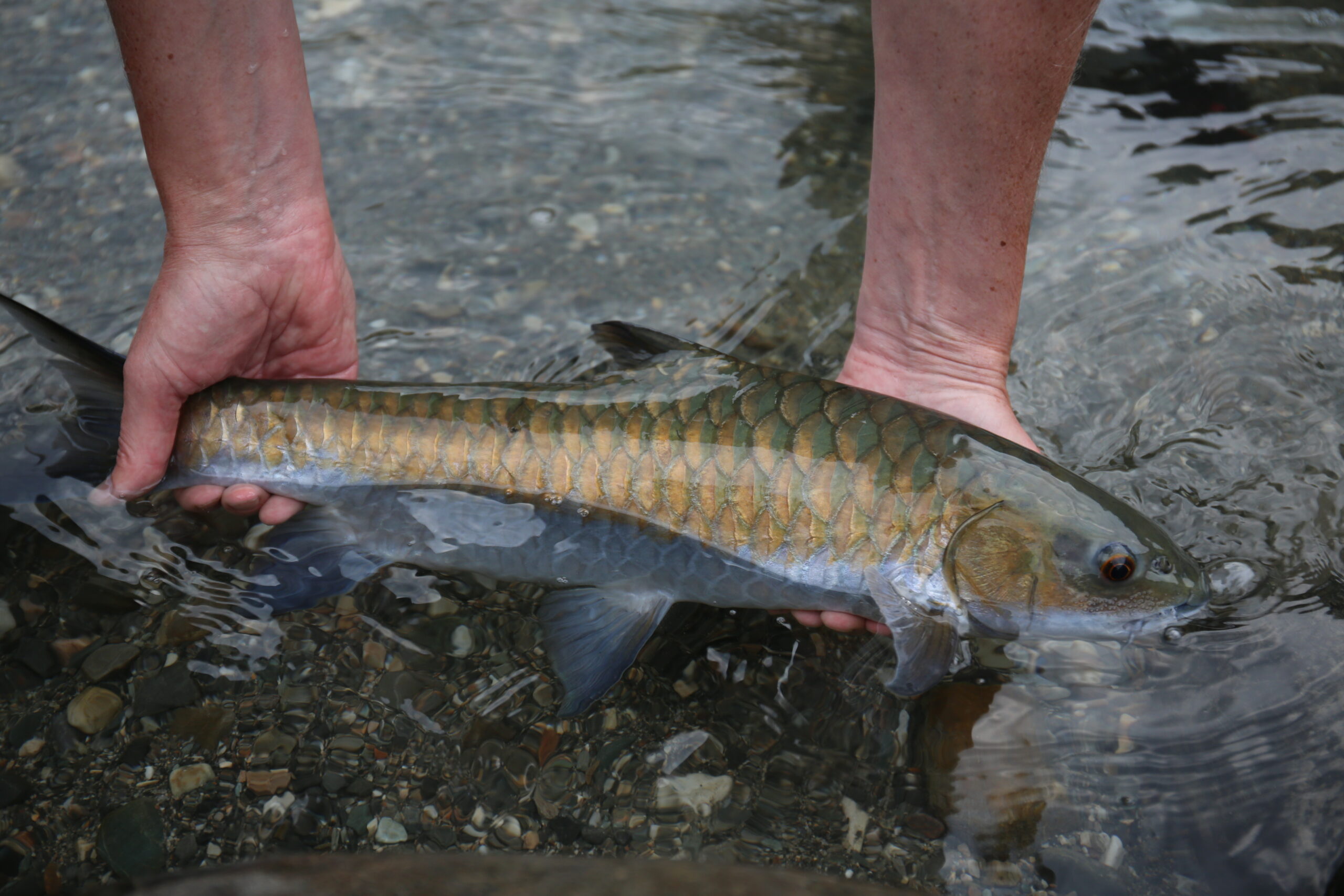 Fly fishing